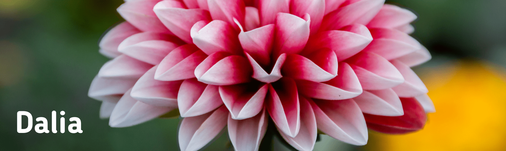 Dalia